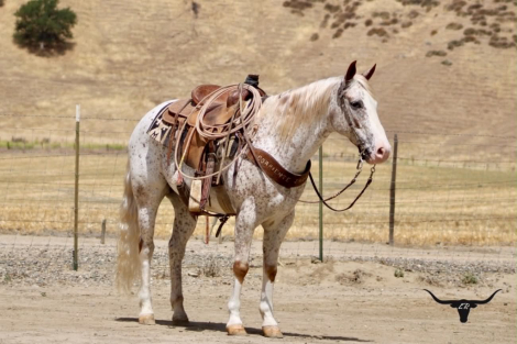 HorseID: 2305450 10-4 - PhotoID: 1099631
