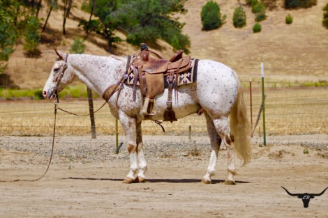 HorseID: 2305450 10-4 - PhotoID: 1099632