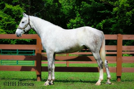 HorseID: 2305451 WHITE SMOKE - PhotoID: 1099873