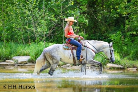 HorseID: 2305451 WHITE SMOKE - PhotoID: 1099875