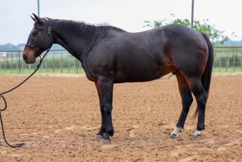 HorseID: 2305453 WALLY - PhotoID: 1099031