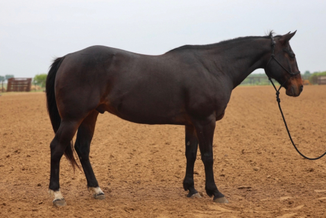 HorseID: 2305453 WALLY - PhotoID: 1099032