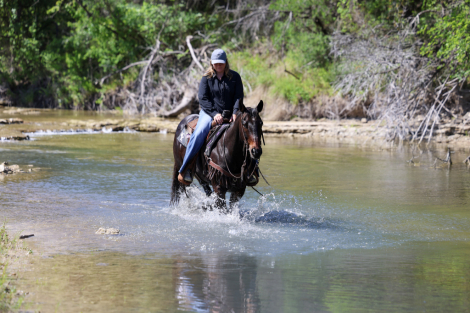 HorseID: 2305453 WALLY - PhotoID: 1099033