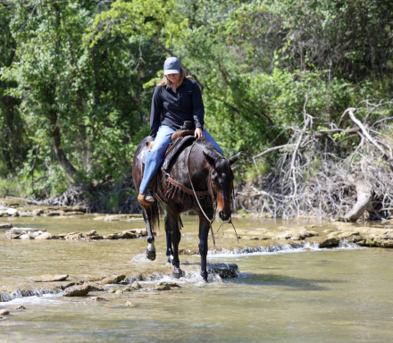 HorseID: 2305453 WALLY - PhotoID: 1099034