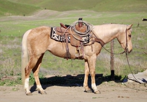 HorseID: 2305454 CADI - PhotoID: 1101092