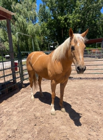 HorseID: 2305454 CADI - PhotoID: 1101094
