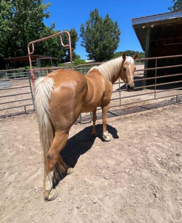 HorseID: 2305454 CADI - PhotoID: 1101095