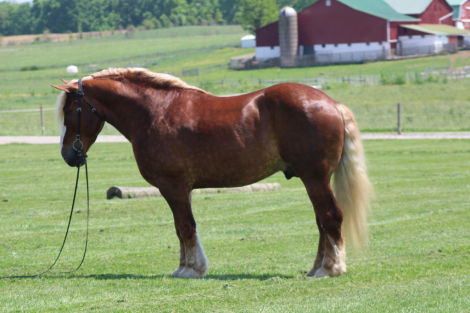 HorseID: 2305572 Hershey's Barney - PhotoID: 1089052