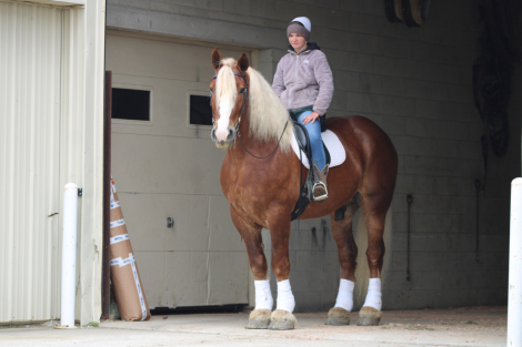 HorseID: 2305572 Hershey's Barney - PhotoID: 1089053