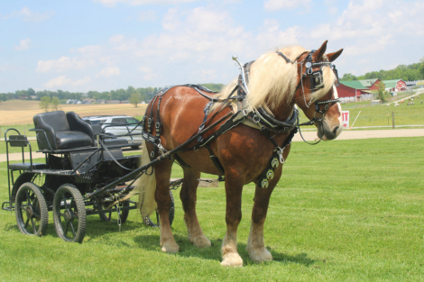 HorseID: 2305572 Hershey's Barney - PhotoID: 1089054