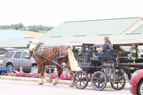 HorseID: 2305572 Hershey's Barney - PhotoID: 1089055