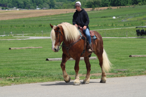 HorseID: 2305572 Hershey's Barney - PhotoID: 1089056