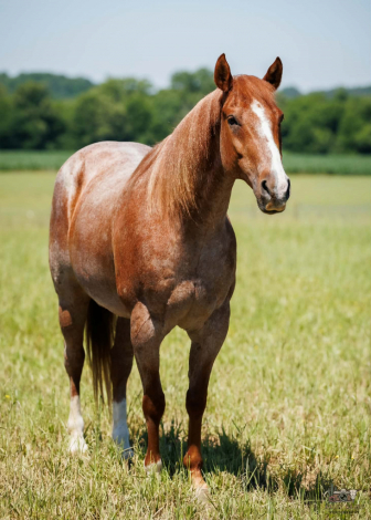 HorseID: 2305574 Chanel - PhotoID: 1089058