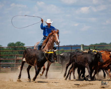 HorseID: 2305574 Chanel - PhotoID: 1097176