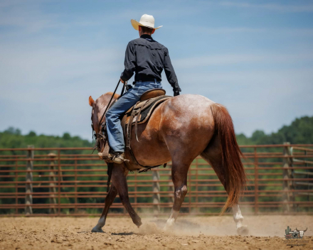 HorseID: 2305574 Chanel - PhotoID: 1097177