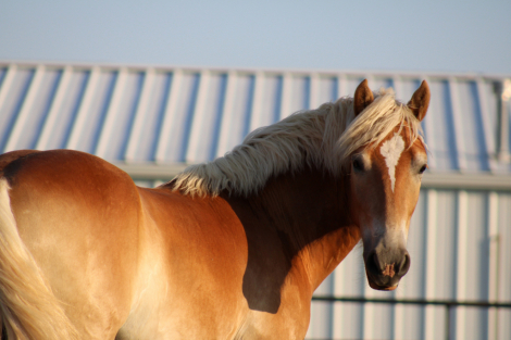 HorseID: 2305664 Stripling - PhotoID: 1098305