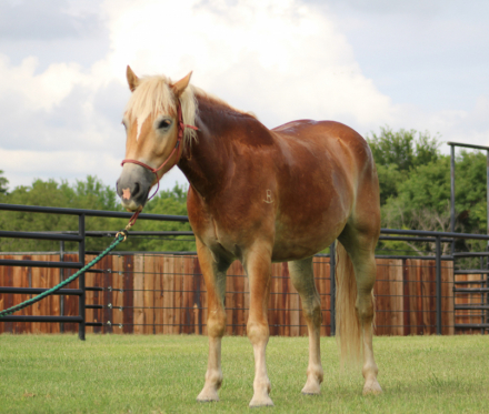HorseID: 2305664 Stripling - PhotoID: 1099302