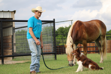 HorseID: 2305664 Stripling - PhotoID: 1099304