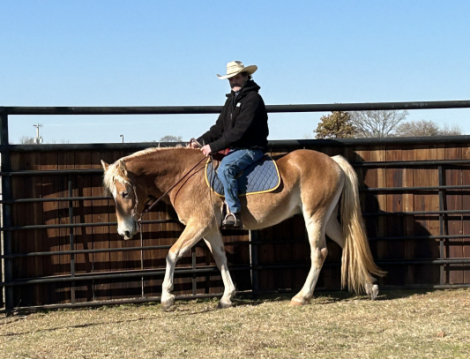 HorseID: 2305664 Stripling - PhotoID: 1099303