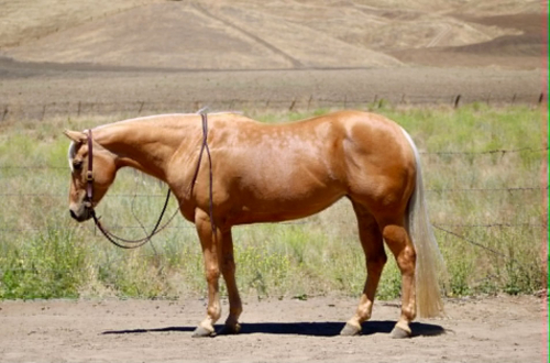 HorseID: 2305741 CINDERELLA - PhotoID: 1099859