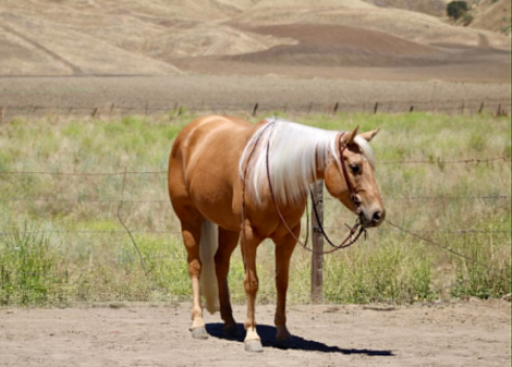HorseID: 2305741 CINDERELLA - PhotoID: 1099860