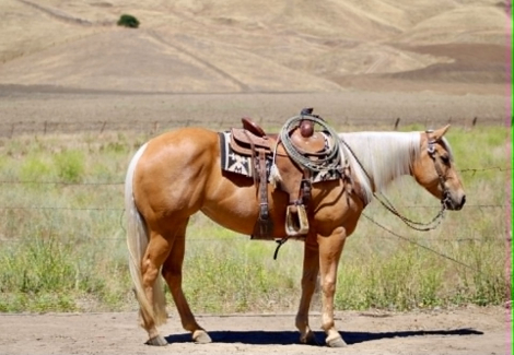 HorseID: 2305741 CINDERELLA - PhotoID: 1099861