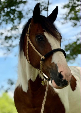 HorseID: 2305745 RAWHIDE - PhotoID: 1101105