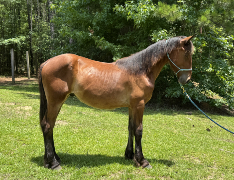 HorseID: 2305761 Raise A Glass Mister Jager - PhotoID: 1099664