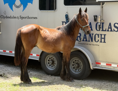 HorseID: 2305761 Raise A Glass Mister Jager - PhotoID: 1099665