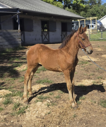 HorseID: 2305761 Raise A Glass Mister Jager - PhotoID: 1099790