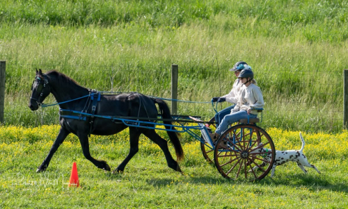 HorseID: 2305761 Raise A Glass Mister Jager - PhotoID: 1099791