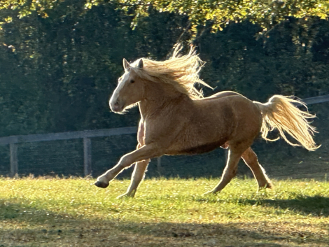 HorseID: 2305761 Raise A Glass Mister Jager - PhotoID: 1099792