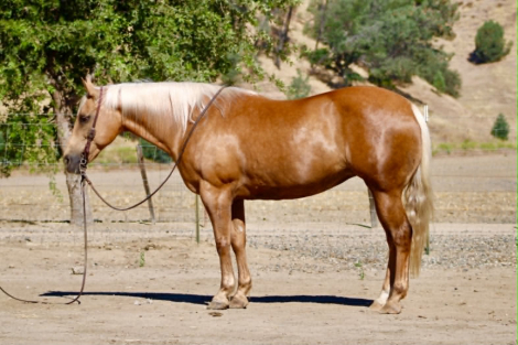 HorseID: 2306386 HG LOLAS SECRET - PhotoID: 1098967