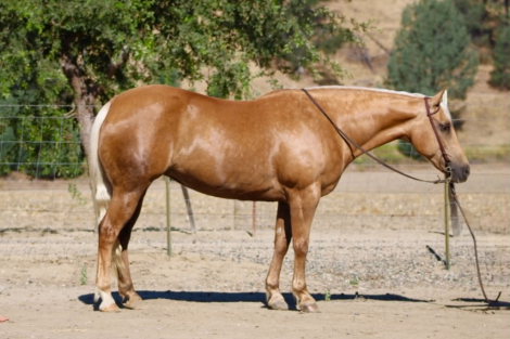 HorseID: 2306386 HG LOLAS SECRET - PhotoID: 1098968