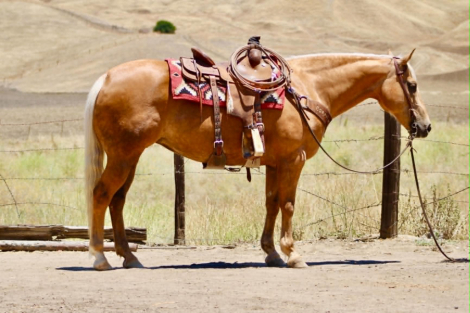 HorseID: 2306386 HG LOLAS SECRET - PhotoID: 1098969