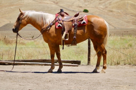 HorseID: 2306386 HG LOLAS SECRET - PhotoID: 1098970