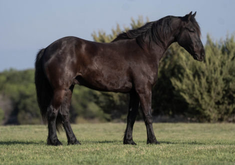 HorseID: 2306388 DRAG - PhotoID: 1099645