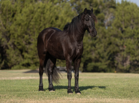 HorseID: 2306388 DRAG - PhotoID: 1099646