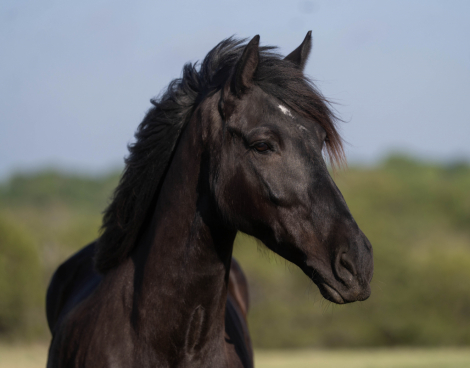 HorseID: 2306388 DRAG - PhotoID: 1099647