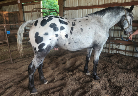 HorseID: 2306665 DSA TOBYS COAL STRIKE - PhotoID: 1099720
