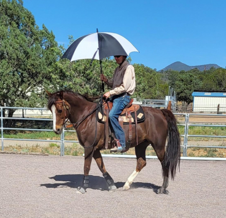 HorseID: 2306906 JAF Calico Treasure - PhotoID: 1091282
