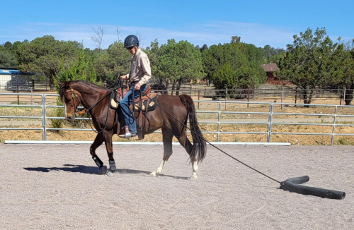 HorseID: 2306906 JAF Calico Treasure - PhotoID: 1091283