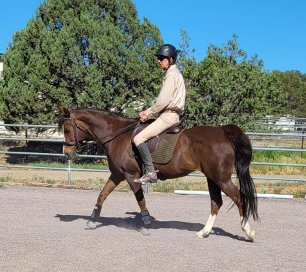 HorseID: 2306906 JAF Calico Treasure - PhotoID: 1091284