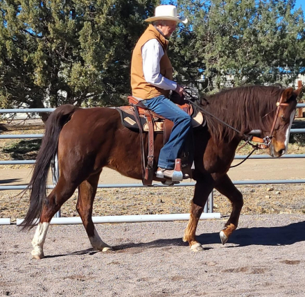 HorseID: 2306906 JAF Calico Treasure - PhotoID: 1091285