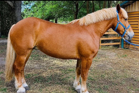 HorseID: 2306937 AXEL - PhotoID: 1090747