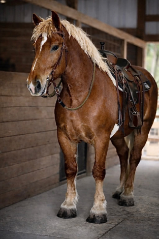 HorseID: 2306937 AXEL - PhotoID: 1090748