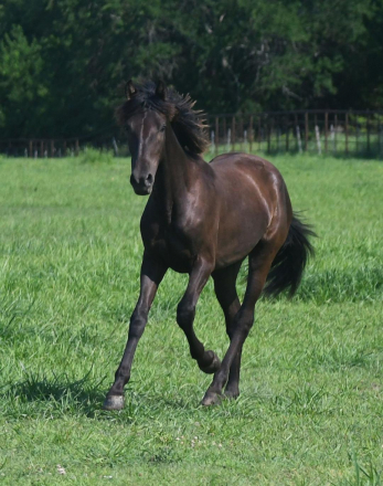 HorseID: 2307116 Bella WC - Smoky Black PRE filly - PhotoID: 1090984
