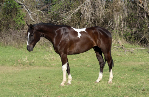 HorseID: 2307274 BLIZZARD - PhotoID: 1091369