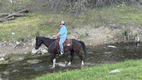 HorseID: 2307274 BLIZZARD - PhotoID: 1091370