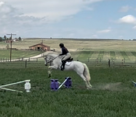 HorseID: 2307356 Nymiri - PhotoID: 1094756